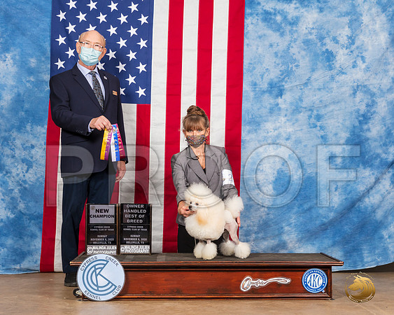 Poodle Toy #21 Sun BOB OHBOB Judge Tim Robbins__SR_3845_Bellville2020_HR3