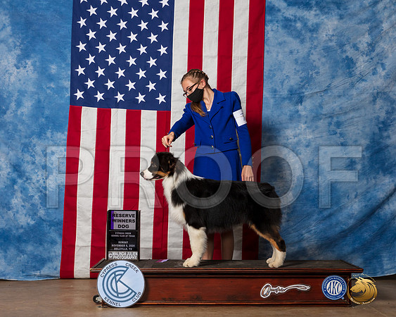 Australian Shepherd #7 Sun RWD Judge Barnhart__SR_3892_Bellville2020_HR3