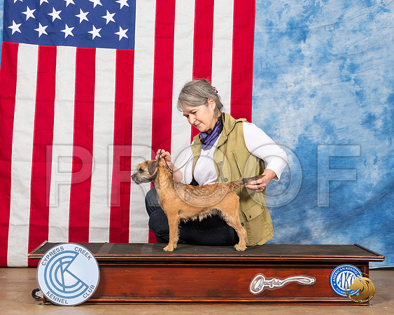 Border Terrier Linda George__SR_3872_Bellville2020_HR3