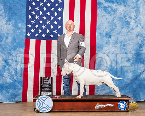 Bull Terrier #5 BOB NCh Judge RC Williams__SR_3883_Bellville2020_HR3