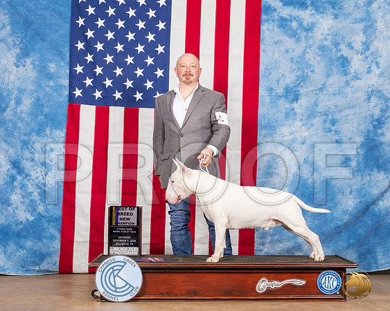 Bull Terrier #5 BOB NCh Judge RC Williams__SR_3884_Bellville2020_HR3