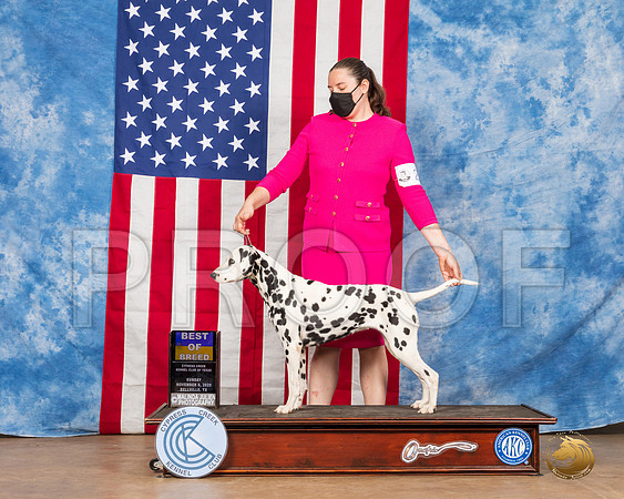 Dalmatian #22 Sun BOB Nch__SR_3927_Bellville2020_HR3