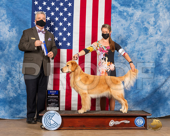 Golden Retriever #10 Sun BOW Judge Neil McDevitt__SR_3914_Bellville2020_HR3