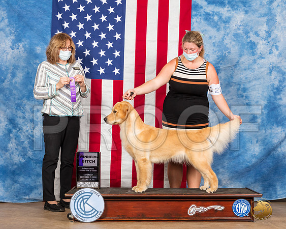 Golden Retriever #28 Sun WB Judge Grace Fritz__SR_3887_Bellville2020_HR3