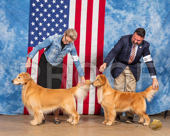Golden Retrievers #19 #8 Sun__SR_3907_Bellville2020_HR3