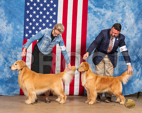 Golden Retrievers #19 #8 Sun__SR_3909_Bellville2020_HR3