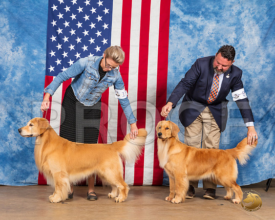 Golden Retrievers #19 #8 Sun__SR_3911_Bellville2020_HR3