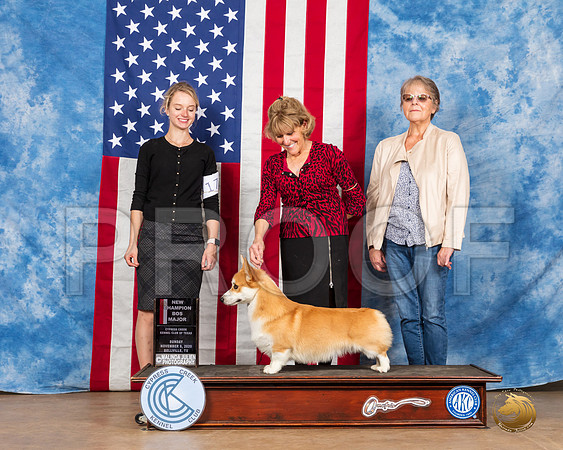 Pembroke Welsh Corgi #11 Sun BOS NCh Judge Barnhart__SR_3944_Bellville2020_HR3