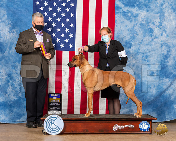 Rhodesian Ridgeback #7 Sun BOB Judge Neil McDevitt__SR_3919_Bellville2020_HR3