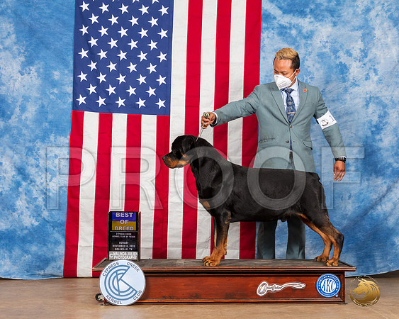 Rottweiler #17 Sun BOB Judge Grace Fritz__SR_3929_Bellville2020_HR3