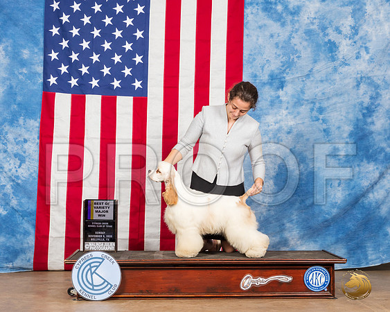Cocker Spaniel #17 Sun BOW Judge Amy Gau__SR_3954_Bellville2020_HR3