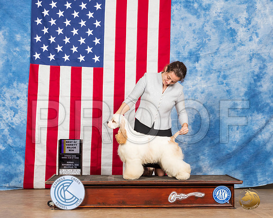 Cocker Spaniel #17 Sun BOW Judge Amy Gau__SR_3957_Bellville2020_HR3