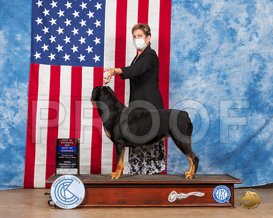 Rottweiler #6 Sun BOS Judge Grace Fritz__SR_3970_Bellville2020_HR3