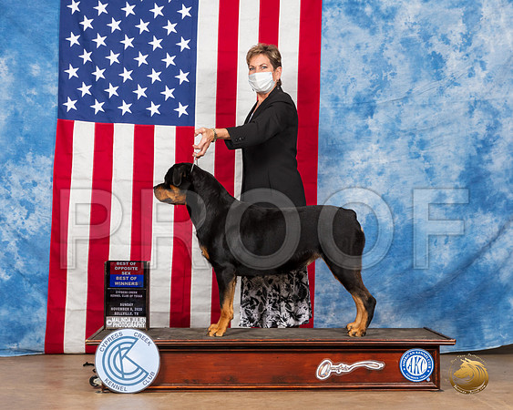 Rottweiler #6 Sun BOS Judge Grace Fritz__SR_3971_Bellville2020_HR3