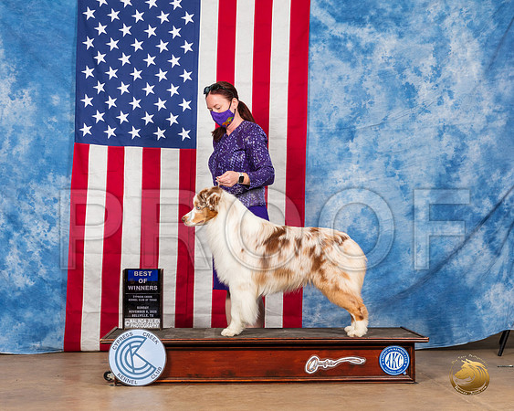 Australian Shepherd #21 Sun BOW Judge Barnhart__SR_4006_Bellville2020_HR3
