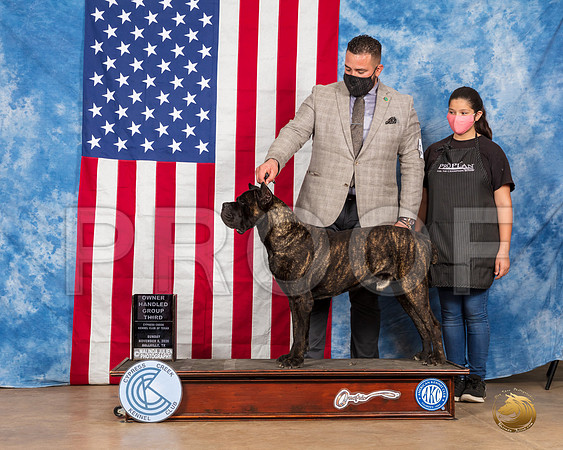 Cane Corso #19 Sun OHG3 Judge Carter__SR_4054_Bellville2020_HR3