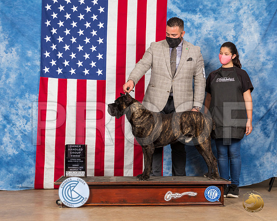 Cane Corso #19 Sun OHG3 Judge Carter__SR_4055_Bellville2020_HR3