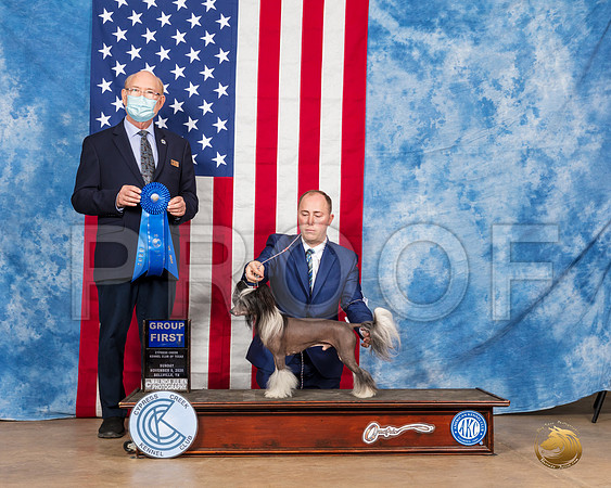 Chinese Crested #9 Sun G1 Judge Tim Robbins__SR_4026_Bellville2020_HR3