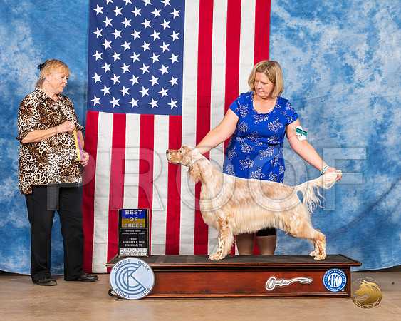English Setter #8 Sun BOB WD Judge Carter__SR_4123_Bellville2020_HR3