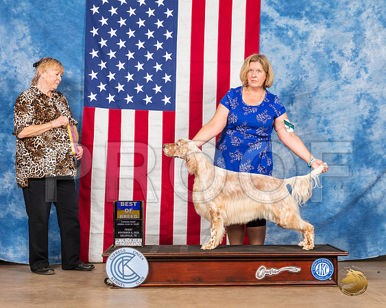 English Setter #8 Sun BOB WD Judge Carter__SR_4125_Bellville2020_HR3