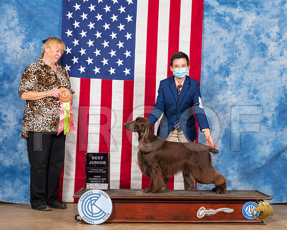Field Spaniel #J403 BJrt Judge Carter__SR_4085_Bellville2020_HR3