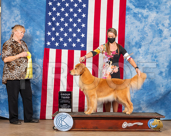 Golden Retriever #6 Sun G3 Judge Carter__SR_4097_Bellville2020_HR3