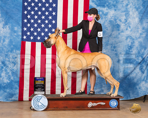 Great Dane #7 Sun BOB __SR_3975_Bellville2020_HR3