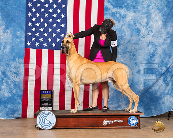 Great Dane #7 Sun BOB __SR_3976_Bellville2020_HR3