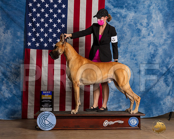 Great Dane #7 Sun BOB __SR_3978_Bellville2020_HR3
