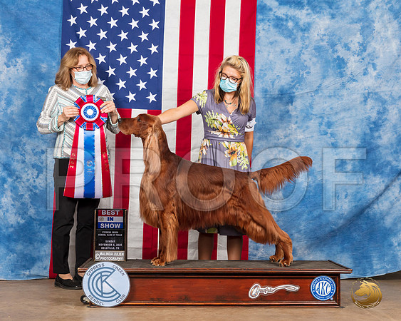 Irish Setter #5 Sun BIS Judge Grace Fritz__SR_4195_Bellville2020_HR3