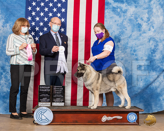 Norwegian Elkhound #5 Sun OHG1 G4 Judges Grace Fritz Tim Robbins__SR_4166_Bellville2020_HR3