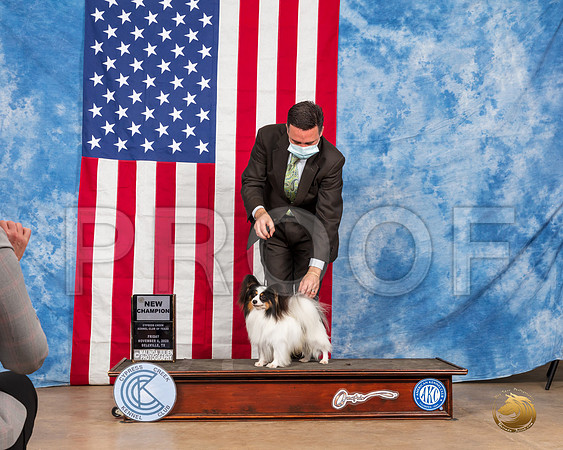 Papillon #6 Fri NCh Judge Dr Huber__SR_4120_Bellville2020_HR3