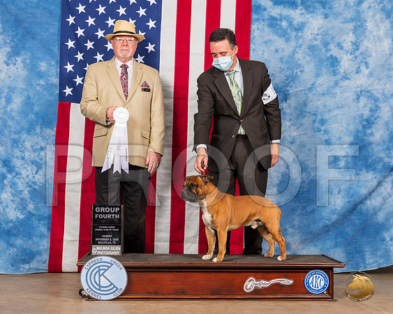 Staffordshire Bull Terrier #5 Sun G4 Judge RC Williams__SR_4155_Bellville2020_HR3