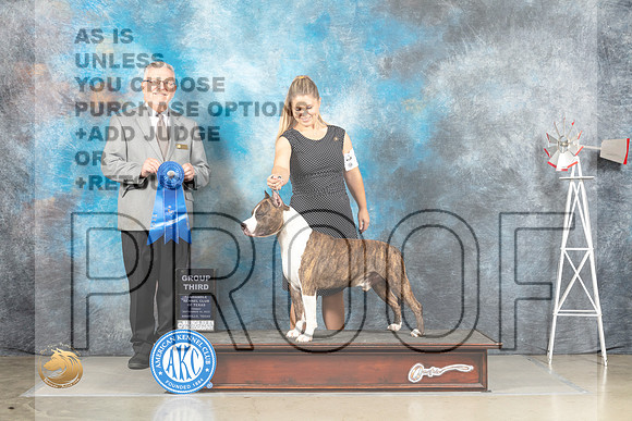 American Staffordshire Terrier #15 Fri Judge Alfred Ferruggiaro_MJ_4121_Amarillo_2022_HR3
