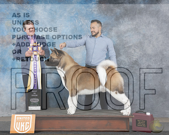 Akita #1457 Sat BIS Judge Antonio RaposoAkita #1457 Sat BIS Judge Antonio Raposo_WP_4387e-UDOG Longview TX Jan 31 - Feb 2 2025-HR3