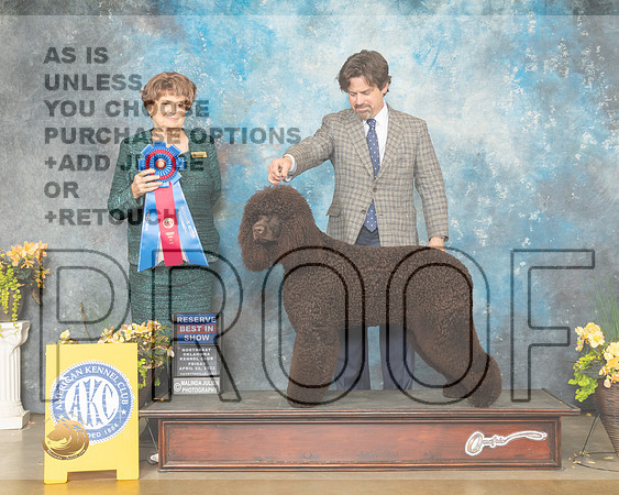 Portuguese Water Dog #6 Fri RBIS Judge Carol Jean Nelson-MMJ_9972-NWARK2022-HR3