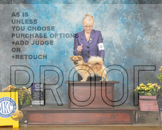 Tibetan Spaniel #8 Sat WB Judge James Fehring-MMJ_1587-NWARK2022-HR3