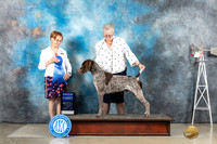 German Shorthaired Pointer #5 Sun G1 Judge Sharron Derrick