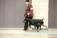 Doberman Pinscher Sat S1