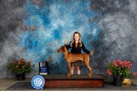Vizsla #12 Fri OHG4 Judge Paul Willhauck