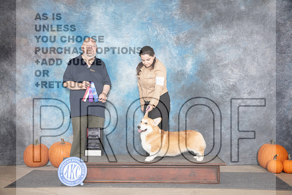 Pembroke Welsh Corgi #15 Sun WDBOS Judge Ray Filburn__JP_9405_Humble_2024_HR3
