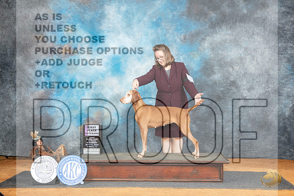 Vizsla #14 Sat BV Judge Lisa Graser__JP_7556_MARSHALL_2024_HR3