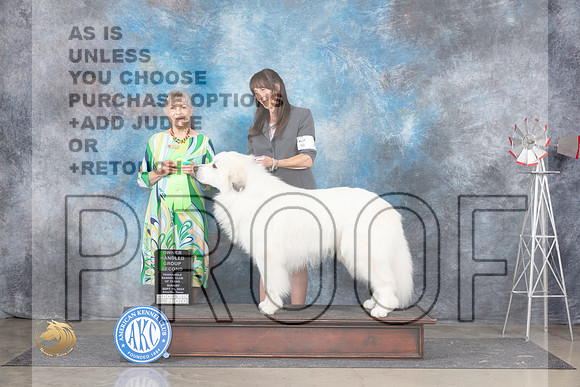 Great Pyrnenees #7 OHG2 Judge Jill Warren__JP_6632_Amarillo_2024_HR3
