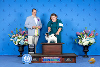Papillon #J751 SAT BJH Judge Robert Chaffin