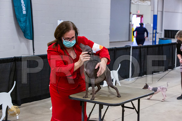 American Hairless Terrier Debbie Holmes Thurs 2_JJL_0221_UKCBelton2020_HR3