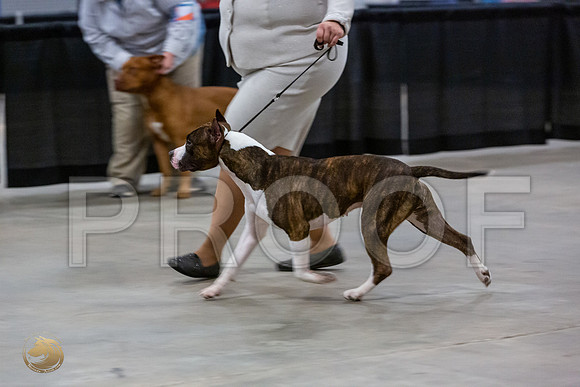American Pit Bull Terrier #320 Thurs 2_JJL_0594_UKCBelton2020_HR3