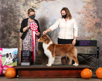 Australian Shepherd #16 Thurs WB BOS Judge Felicity Trammell