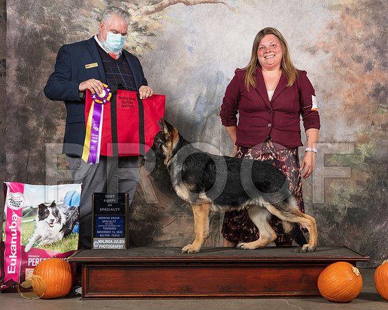 German Shepherd Dog #243 Thurs BPISS Judge Matthew Proctor__SR_4397e_UKCBelton2020_HR3