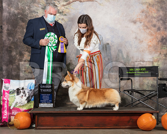 Pembroke Welsh Corgi #231 Thurs G3 Judge Matthew Proctor__SR_4381_UKCBelton2020_HR3