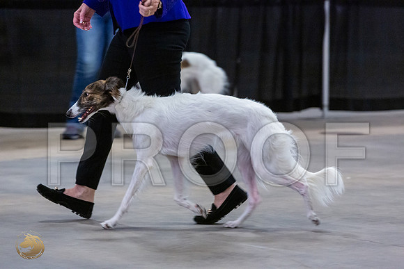 Silken Windhound #22 Thurs_JJL_9791_UKCBelton2020_HR3